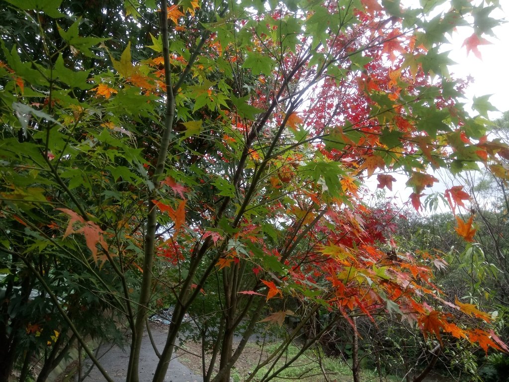 DSC_1768.JPG - 土城  承天寺  朝山步道