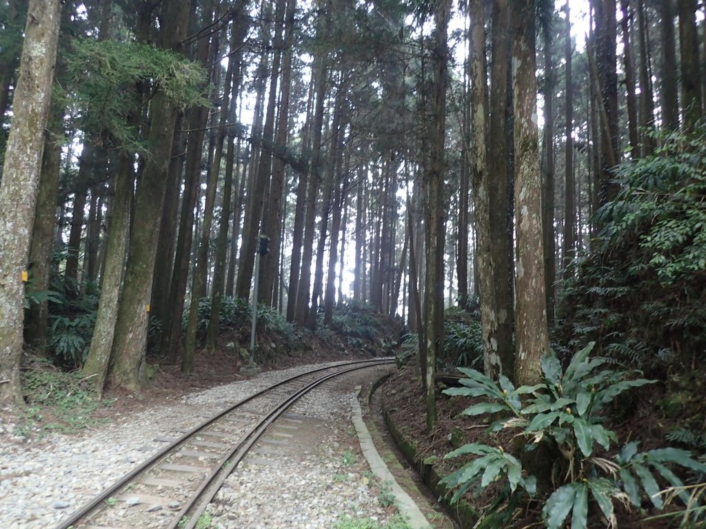 P3257935.JPG - 阿里山  二萬平  抱石神木