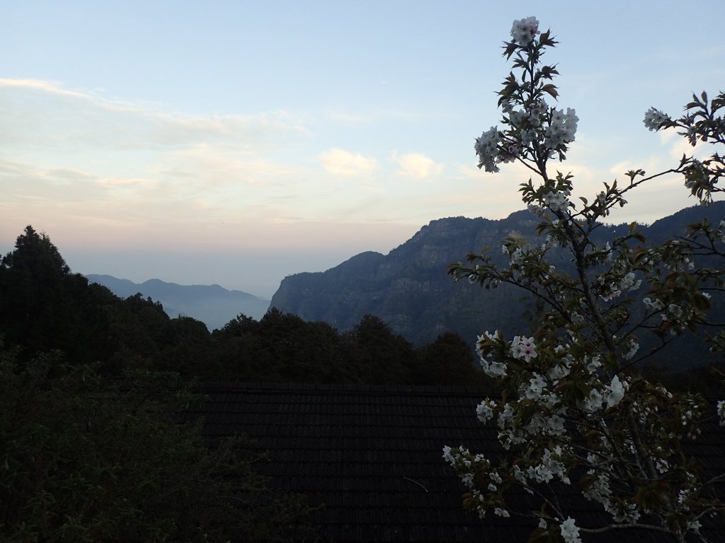 P3268016.JPG - 阿里山  沼平公園  賞櫻