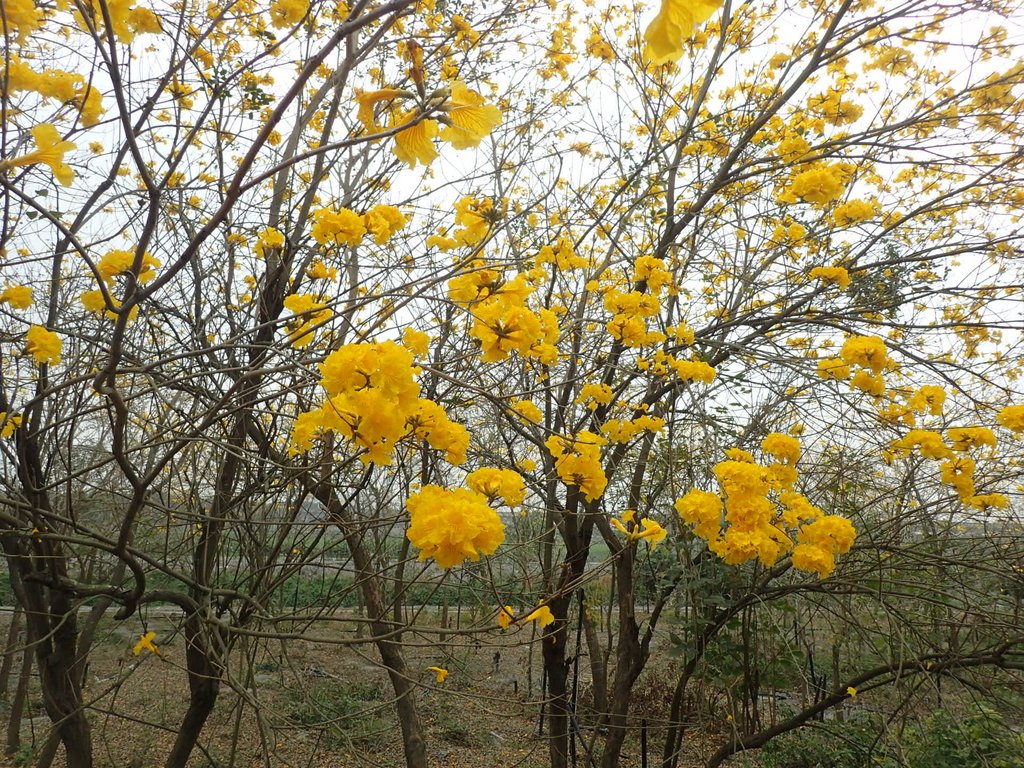 P3066576.JPG - 竹塘  田頭堤防  黃花風鈴木