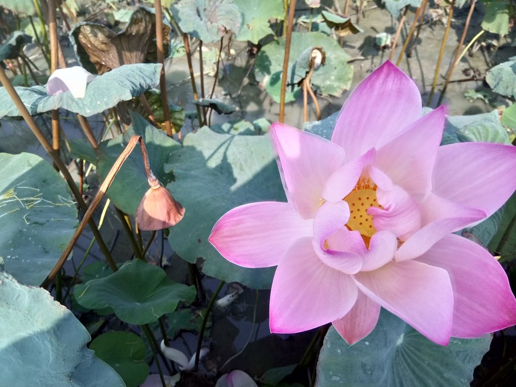 DSC_7433.JPG - 中埔  義仁村  蓮花池畔