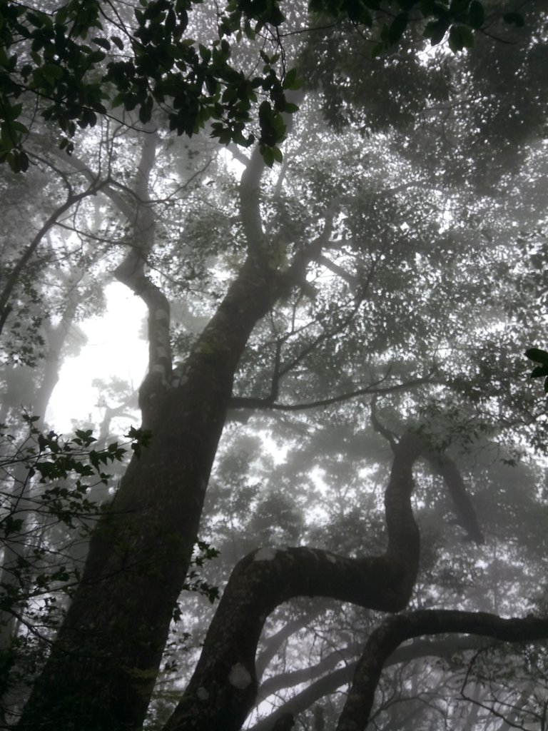 DSC_2669.JPG - 台中  和平  稍來山南峰