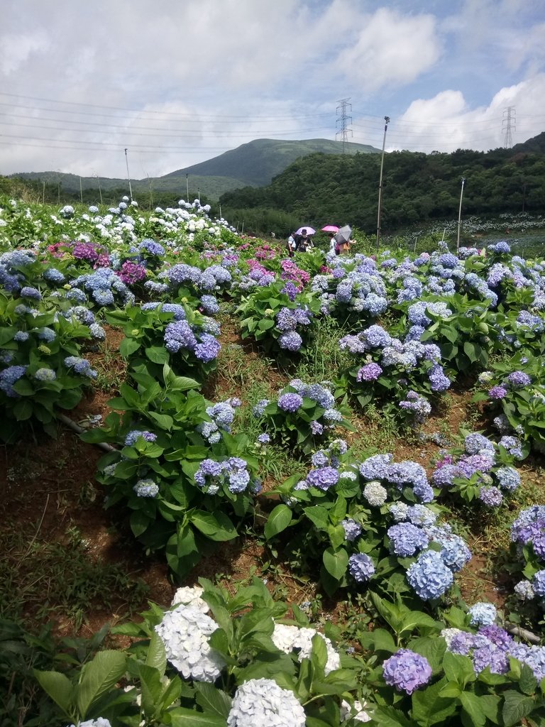 DSC_9329.JPG - 萬里  高家繡球花田