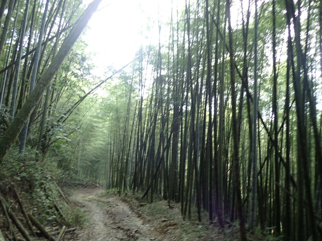 PA040497.JPG - 明潭四兄妹之  魚池  大尖山