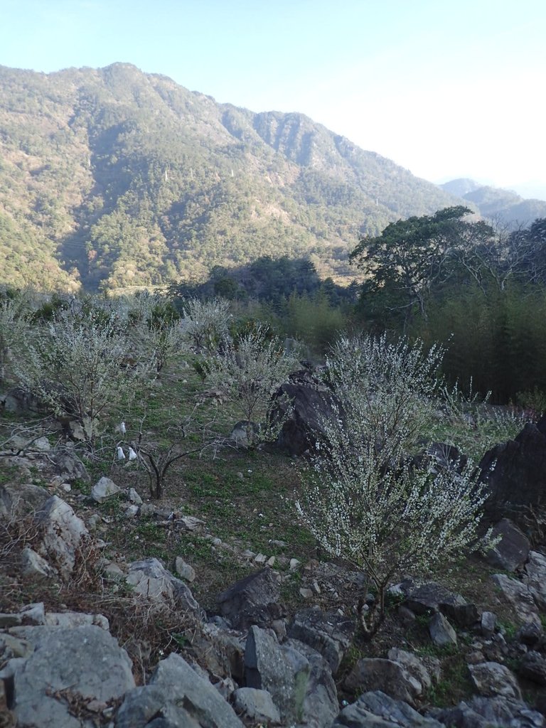 P2216670.JPG - 谷關  阿冷山步道