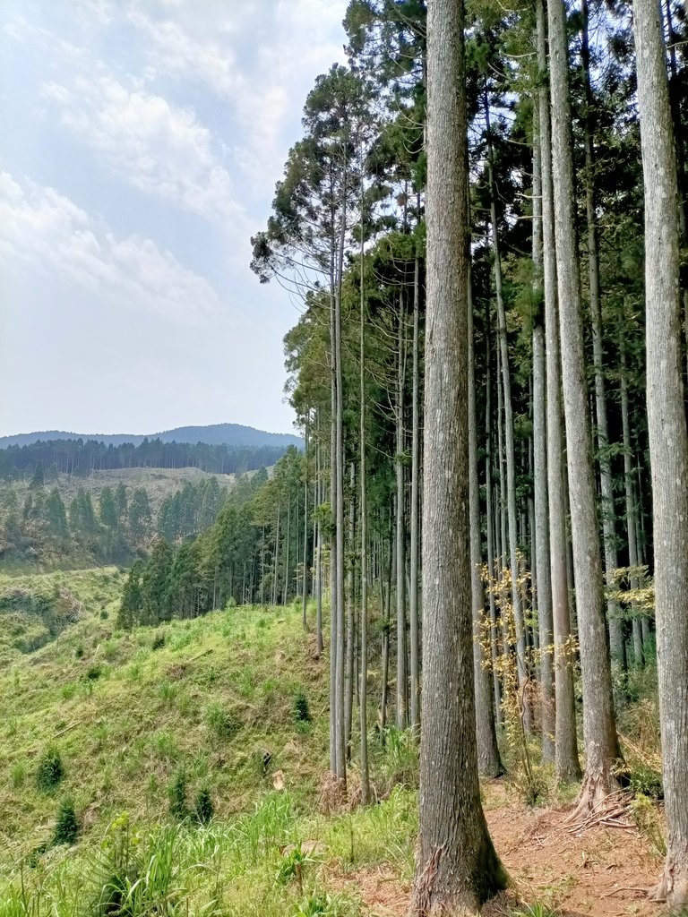 IMG20210403114033.jpg - 五峰  鵝公髻山登山步道  (02)