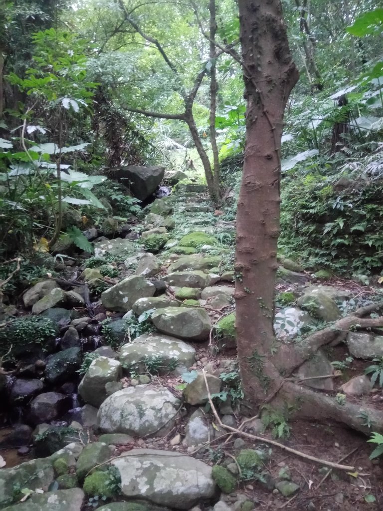 DSC_3344.JPG - 金山  大路崁古道