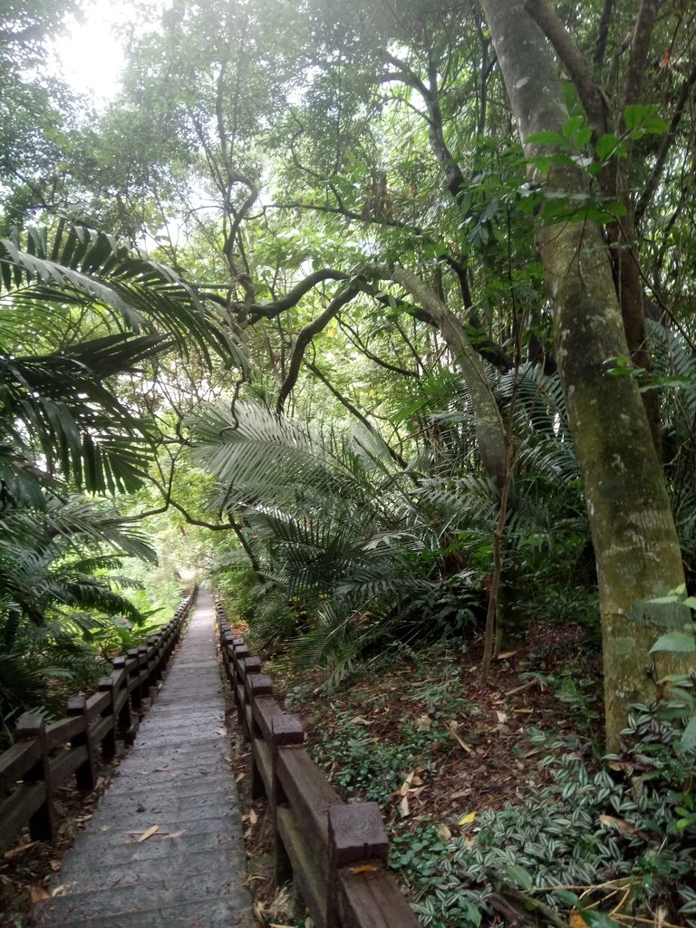 DSC_1197.JPG - 草嶺  茄苳步道  峭壁雄風