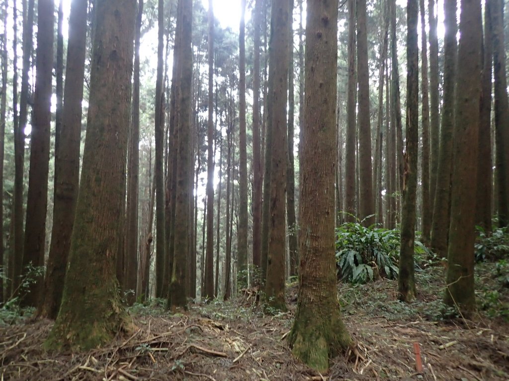 P3257944.JPG - 阿里山  二萬平  抱石神木