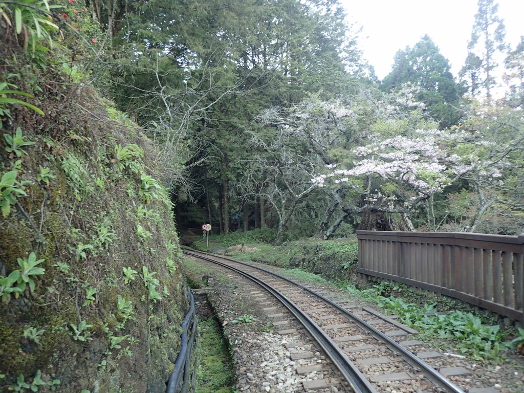 P3268030.JPG - 阿里山  沼平公園  賞櫻