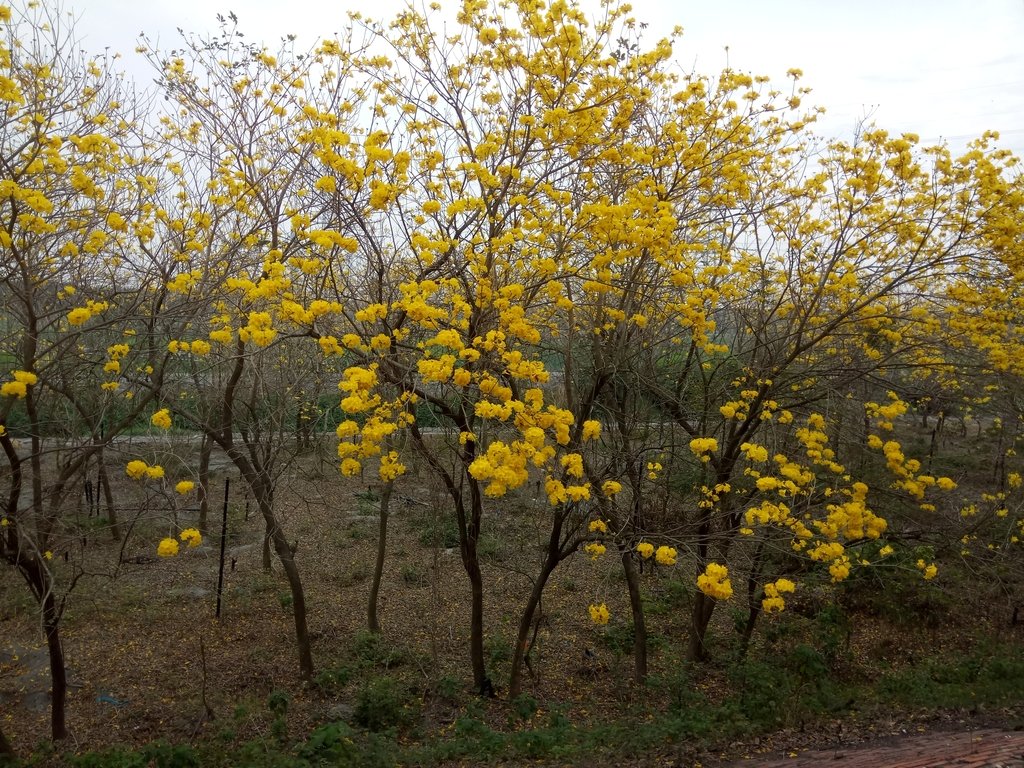 DSC_8437.JPG - 竹塘  田頭堤防  黃花風鈴木