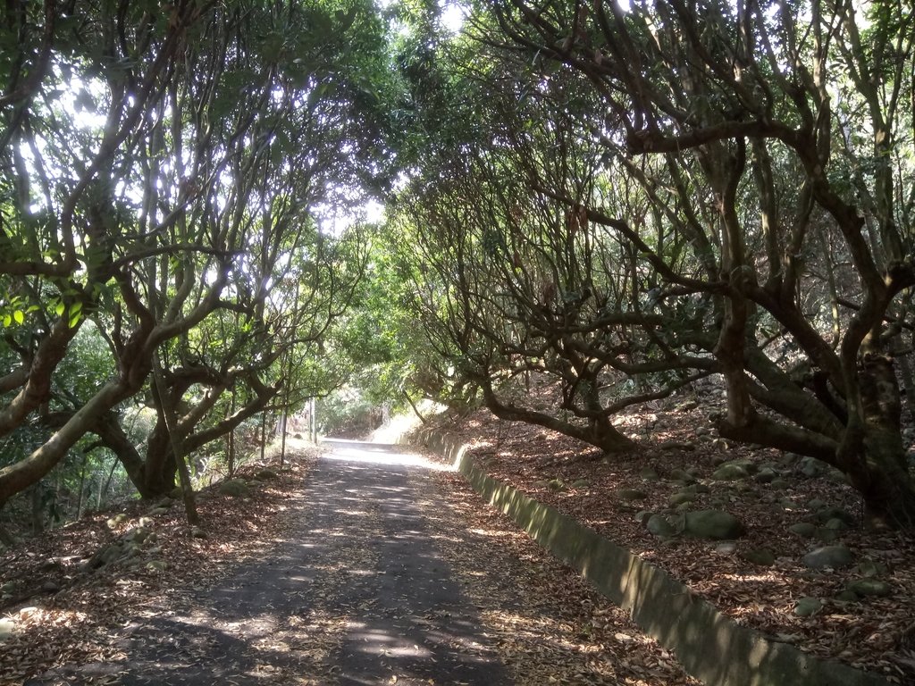 DSC_7372.JPG - 草屯平林  九九峰森林步道