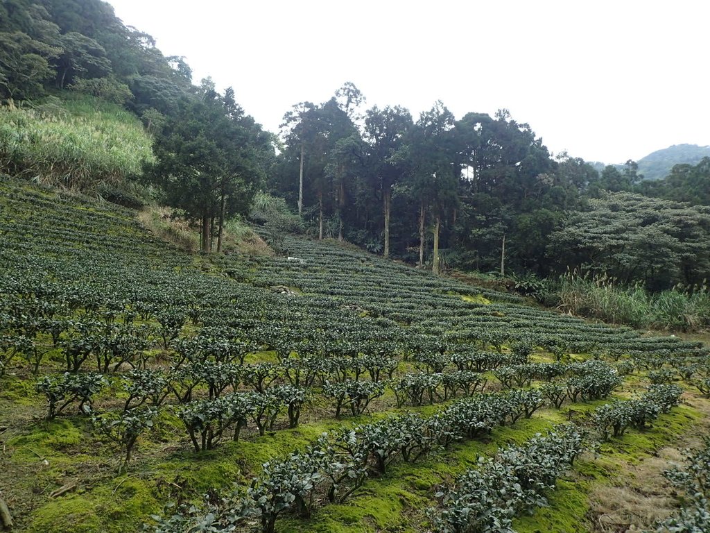 P3170425.JPG - 坪林  大湖尾茶園風光