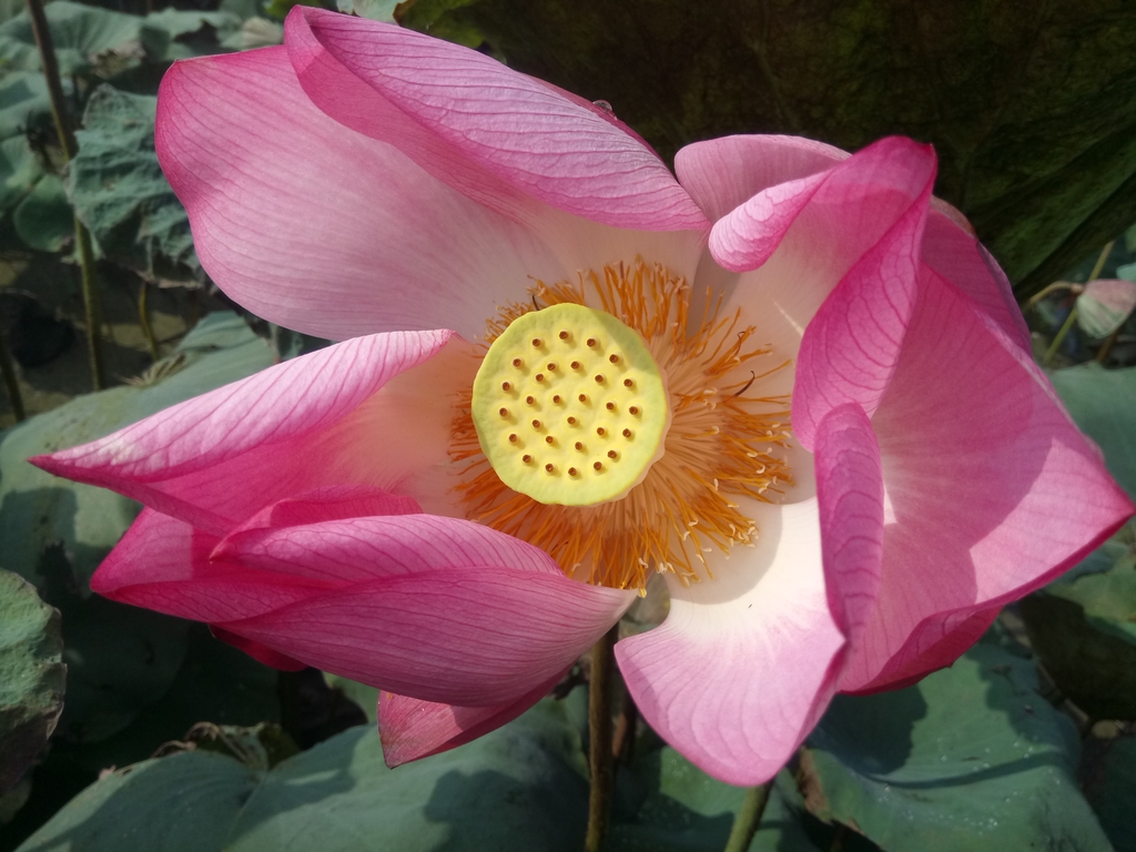 DSC_7435.JPG - 中埔  義仁村  蓮花池畔