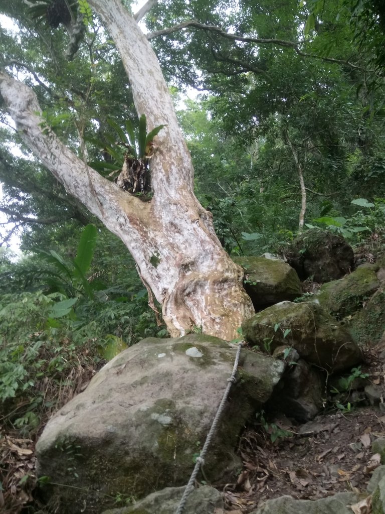 DSC_1003.JPG - 新竹  五指山登山步道