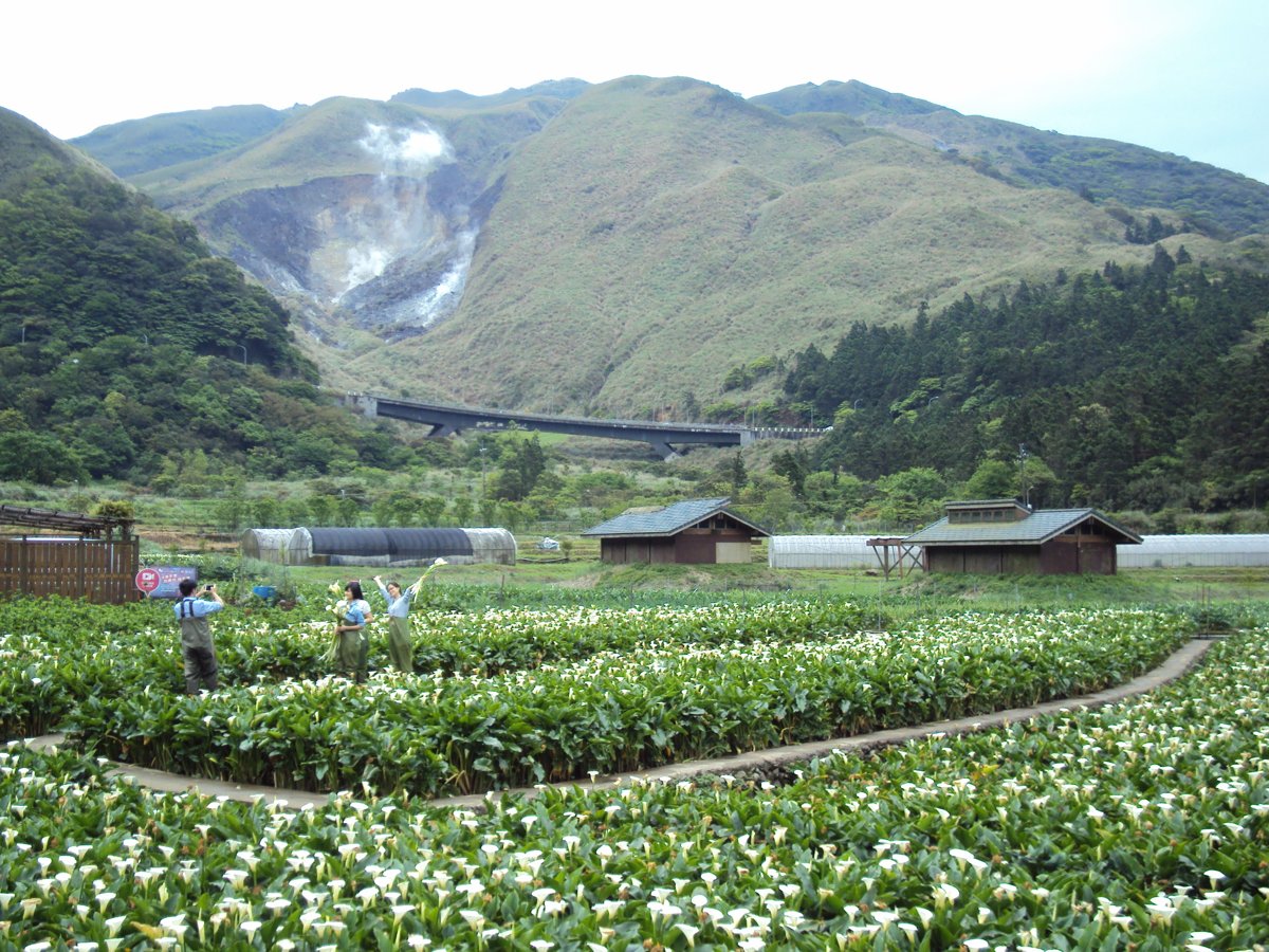 DSC05248.JPG - 竹子湖海芋步道