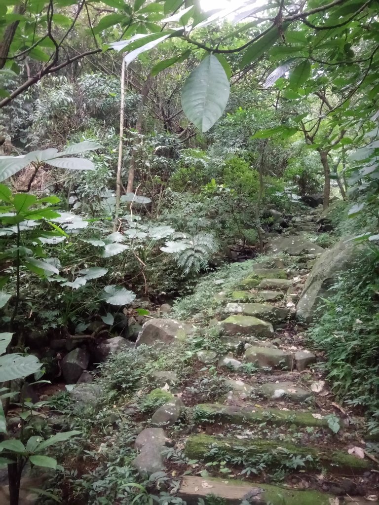 DSC_3346.JPG - 金山  大路崁古道