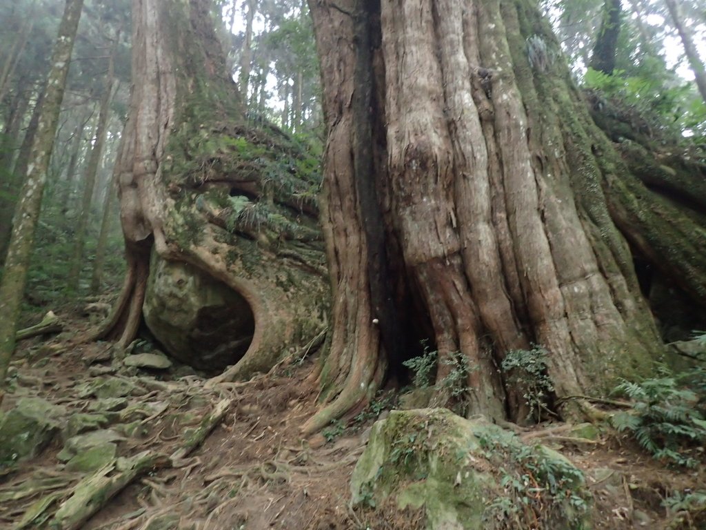 P3257945.JPG - 阿里山  二萬平  抱石神木