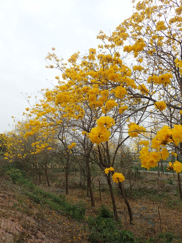 P3066580.JPG - 竹塘  田頭堤防  黃花風鈴木