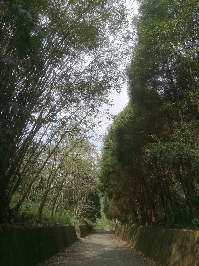 DSC_7377.JPG - 草屯平林  九九峰森林步道