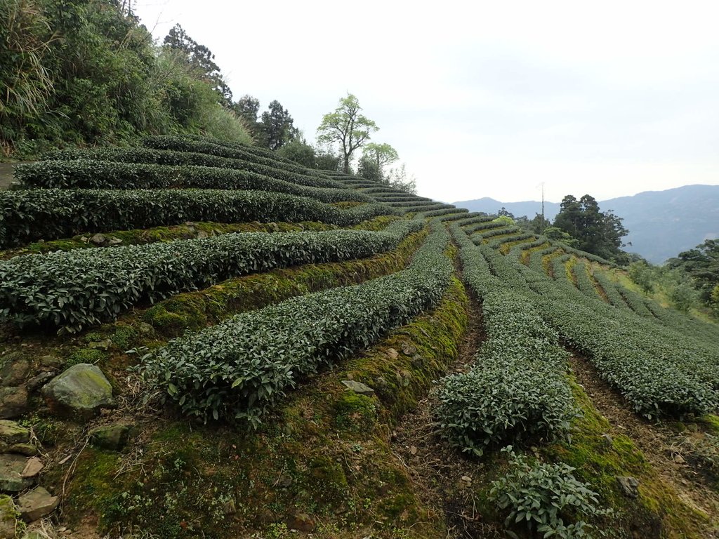 P3170435.JPG - 坪林  大湖尾茶園風光