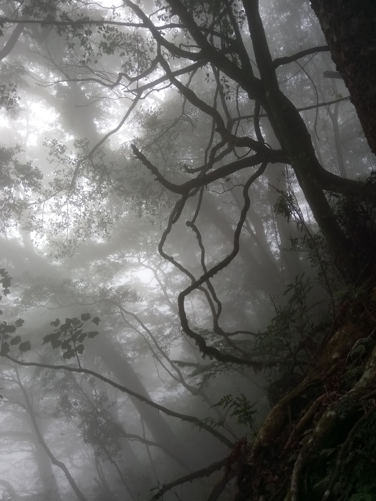 DSC_2679.JPG - 台中  和平  稍來山南峰