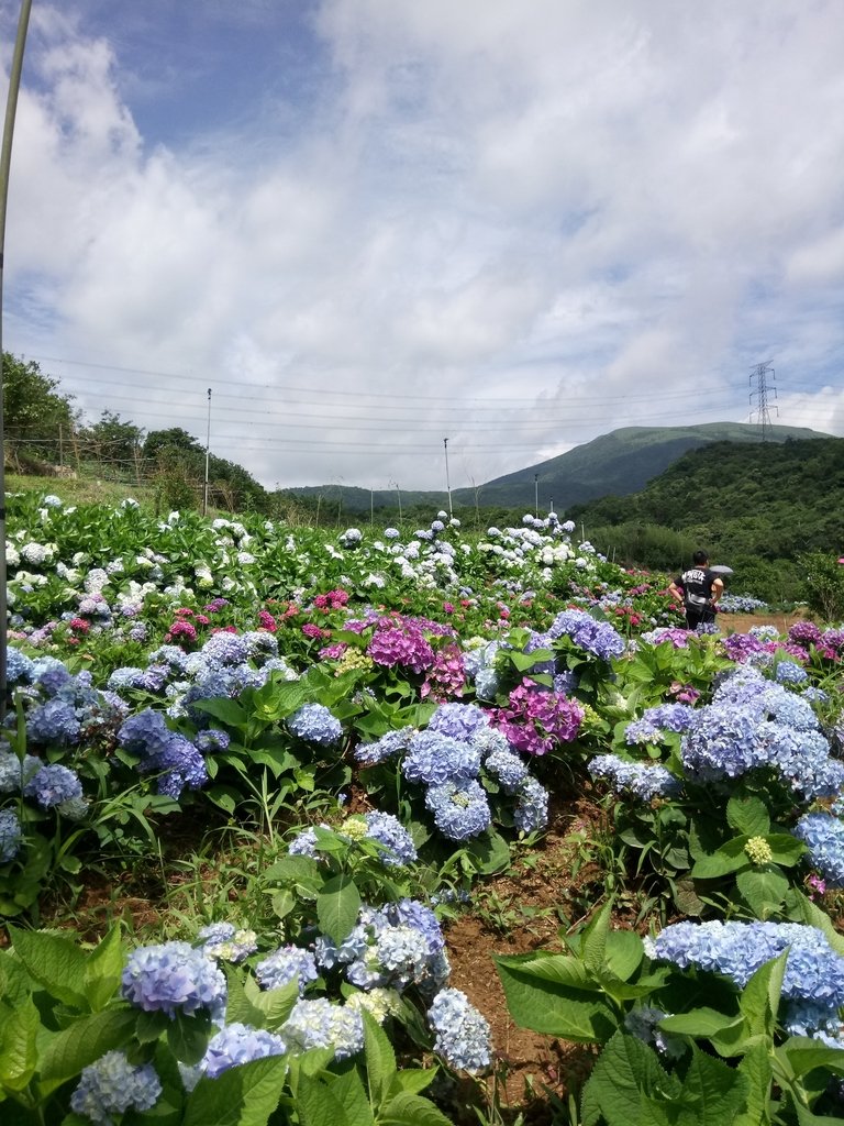 DSC_9332.JPG - 萬里  高家繡球花田