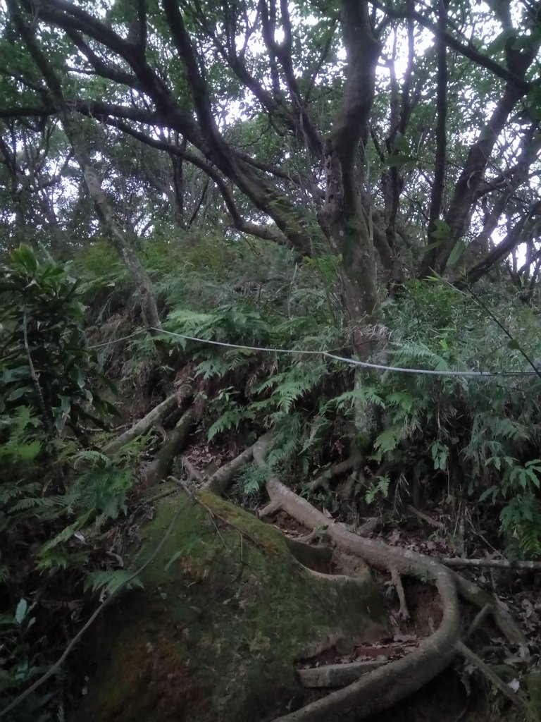 DSC_9279.JPG - 內湖  白鷺鷥山親山步道