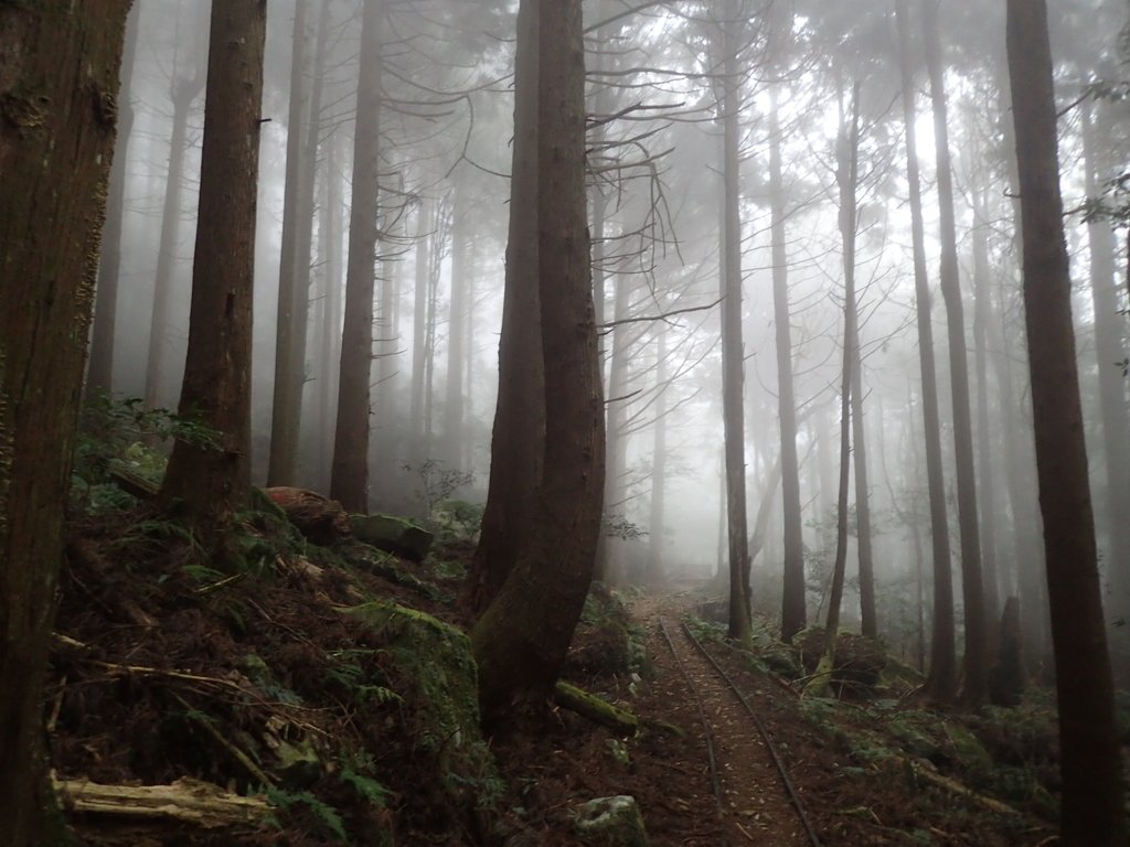 P2035011.JPG - 南庄  加里山  森林鐵道