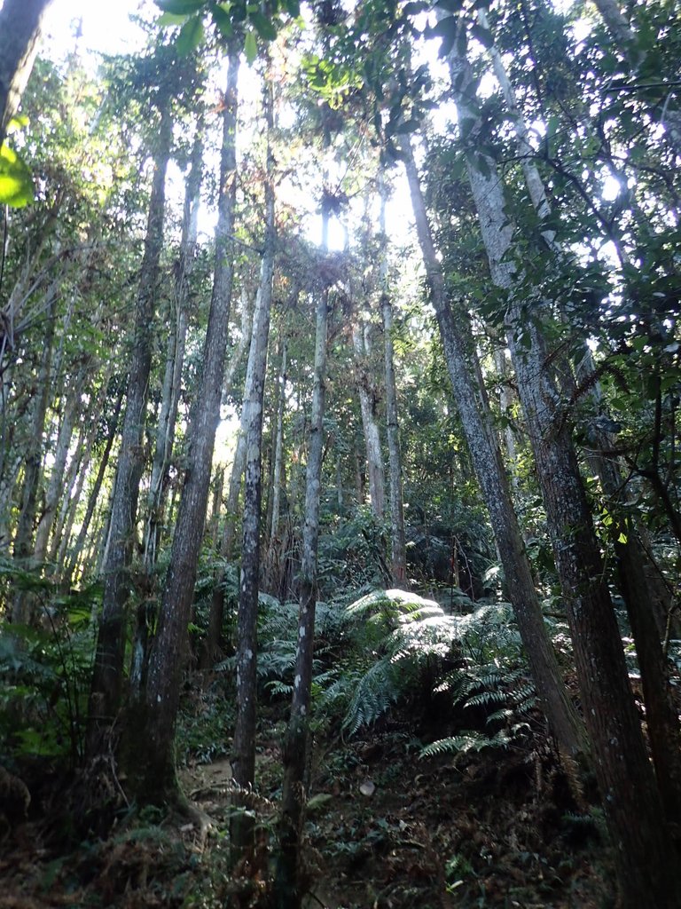 PA040366.JPG - 魚池  過坑山登山步道