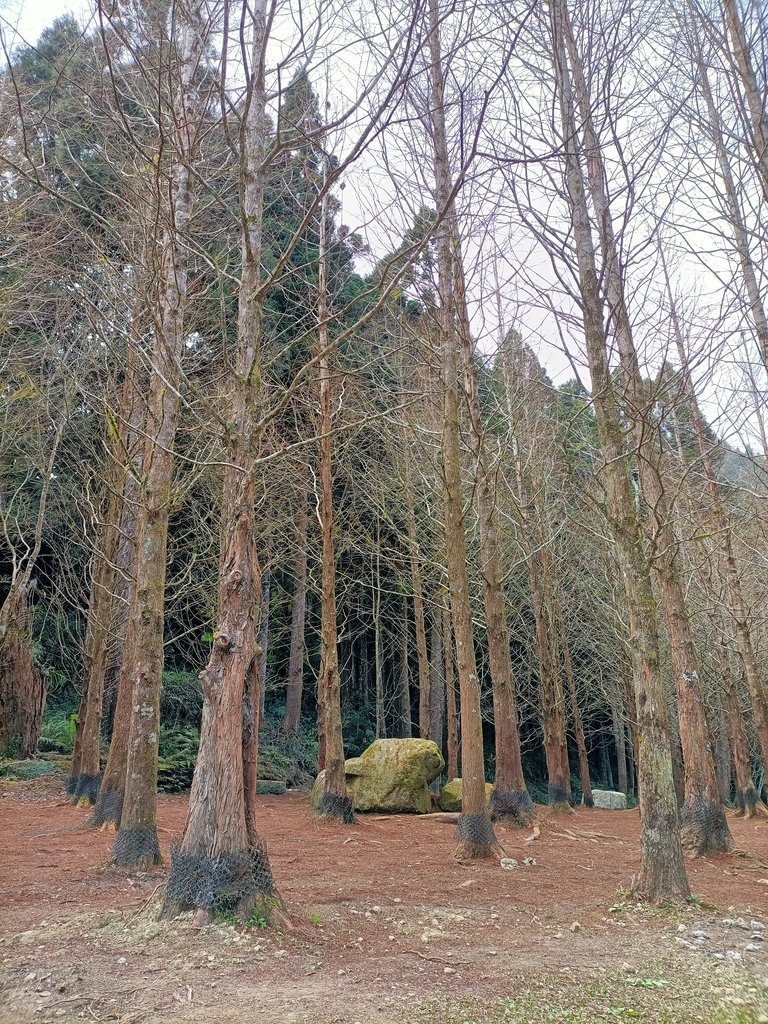 IMG20210205125841.jpg - 竹山  杉林溪森林遊樂園  路過