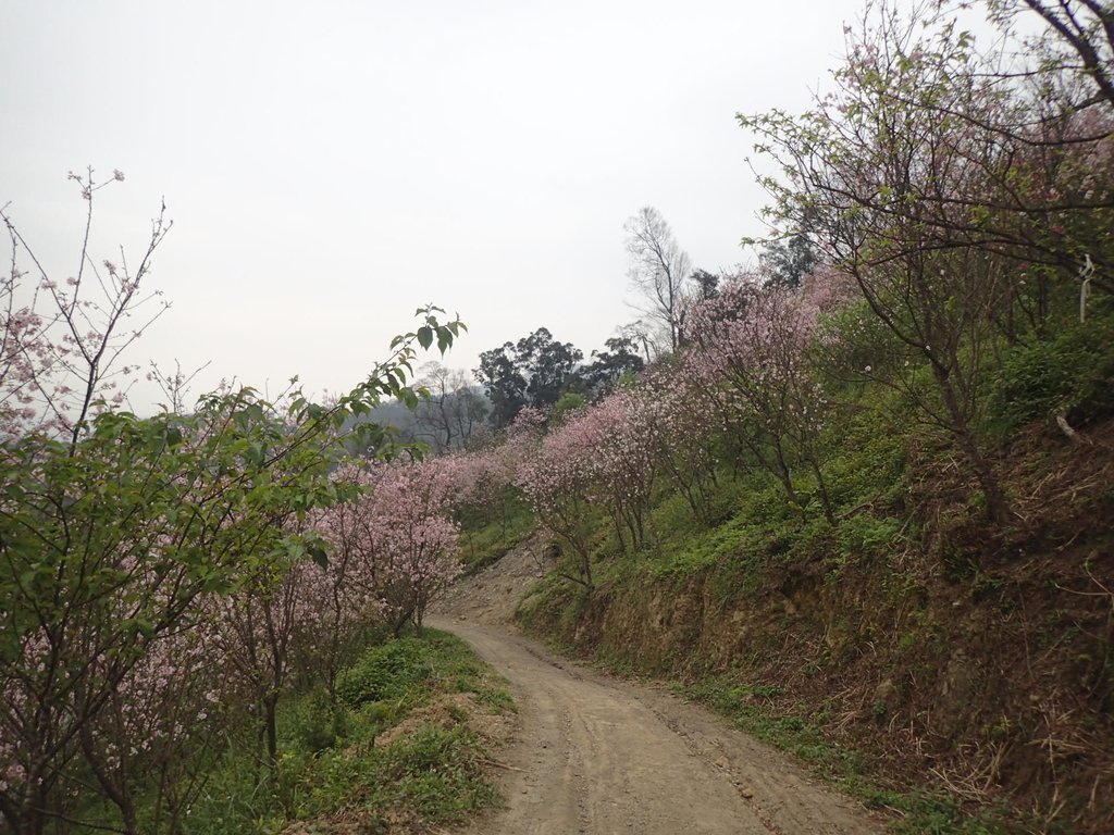 P2266682.JPG - 三峽  熊空  大熊櫻花林