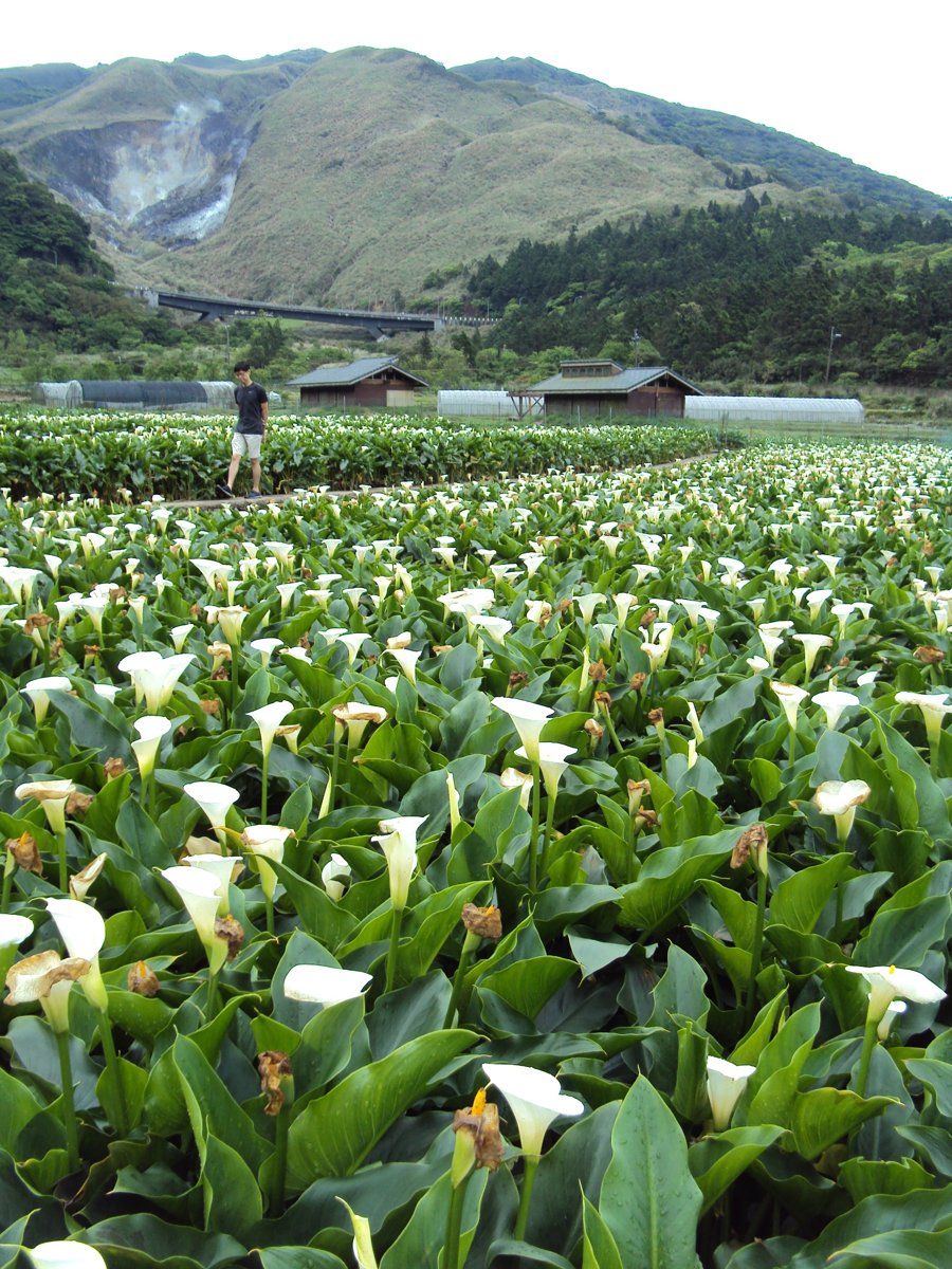 DSC05251.JPG - 竹子湖海芋步道