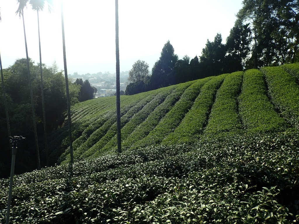 PB225320.JPG - 竹山  山坪頂茶園