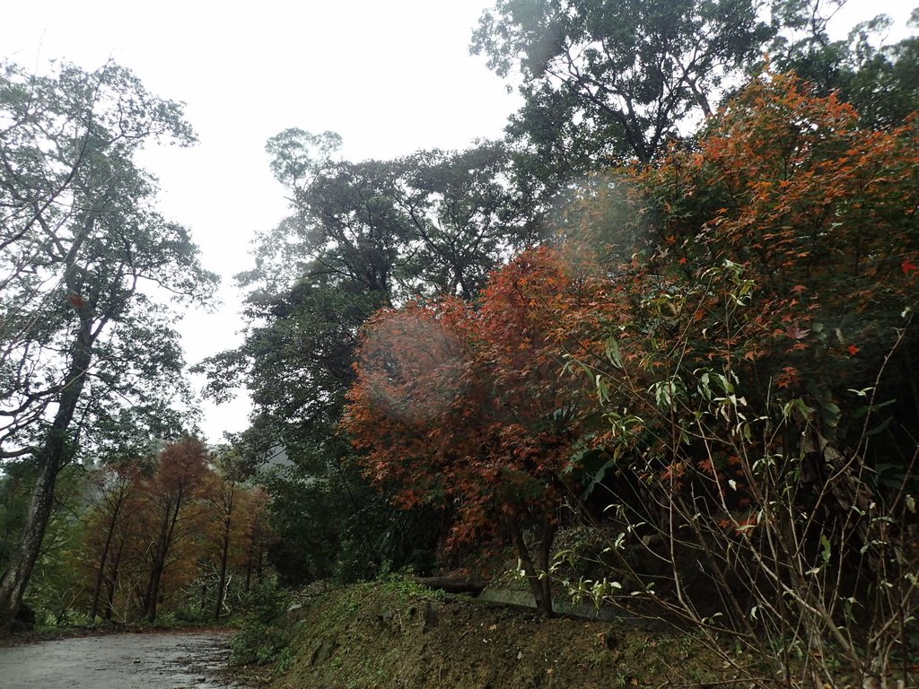 P1062142.JPG - 土城  承天寺  朝山步道