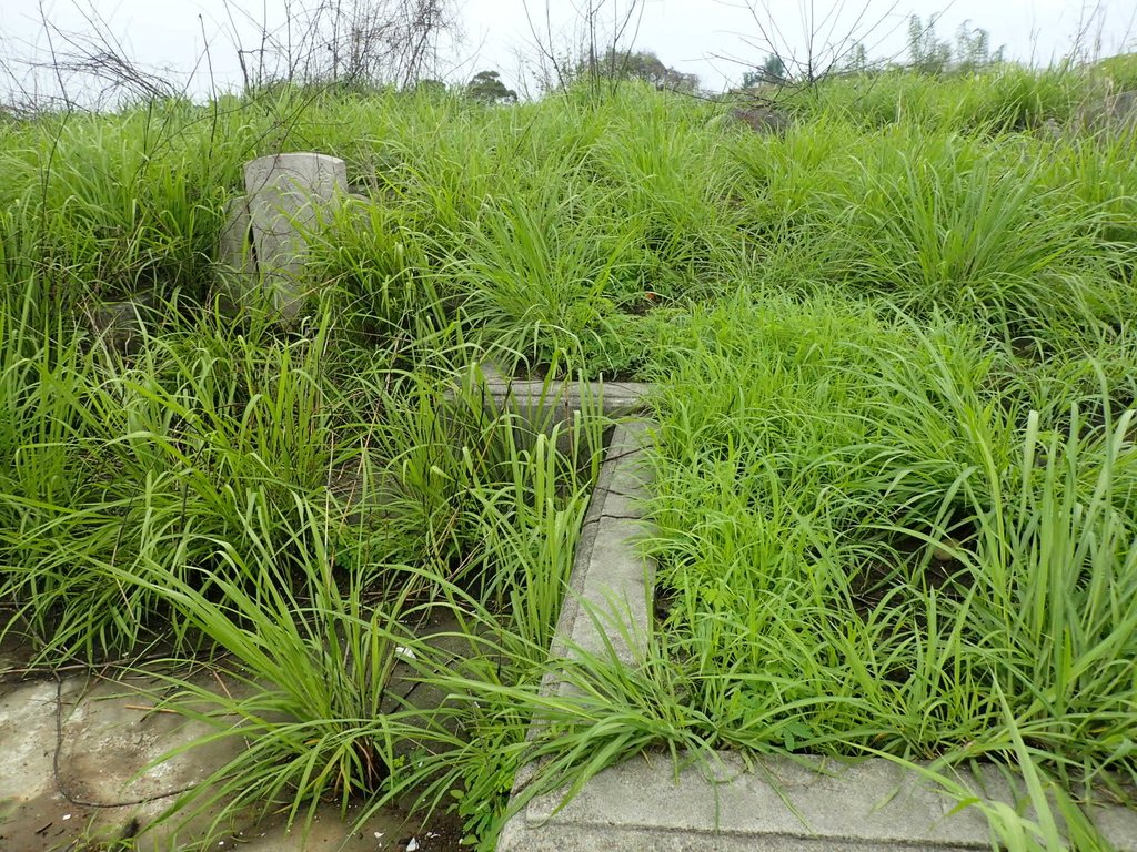 P4214455.JPG - 草屯  茄荖山  古墓踏查