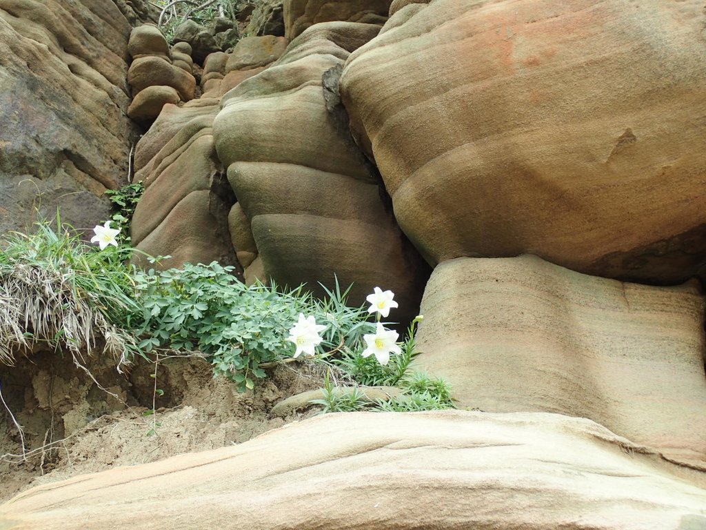 P5056631.JPG - 金山  燭臺雙ˊ峙 神秘海岸