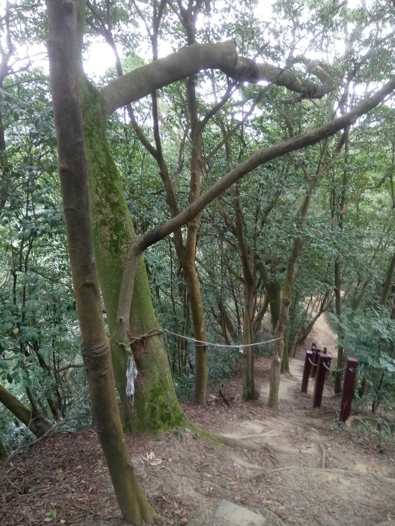 DSC_5146.JPG - 三峽  鳶尾山登山步道