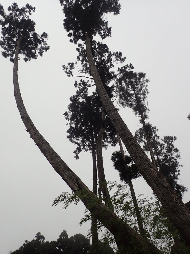 PA231870.JPG - 古坑  雲嶺之丘