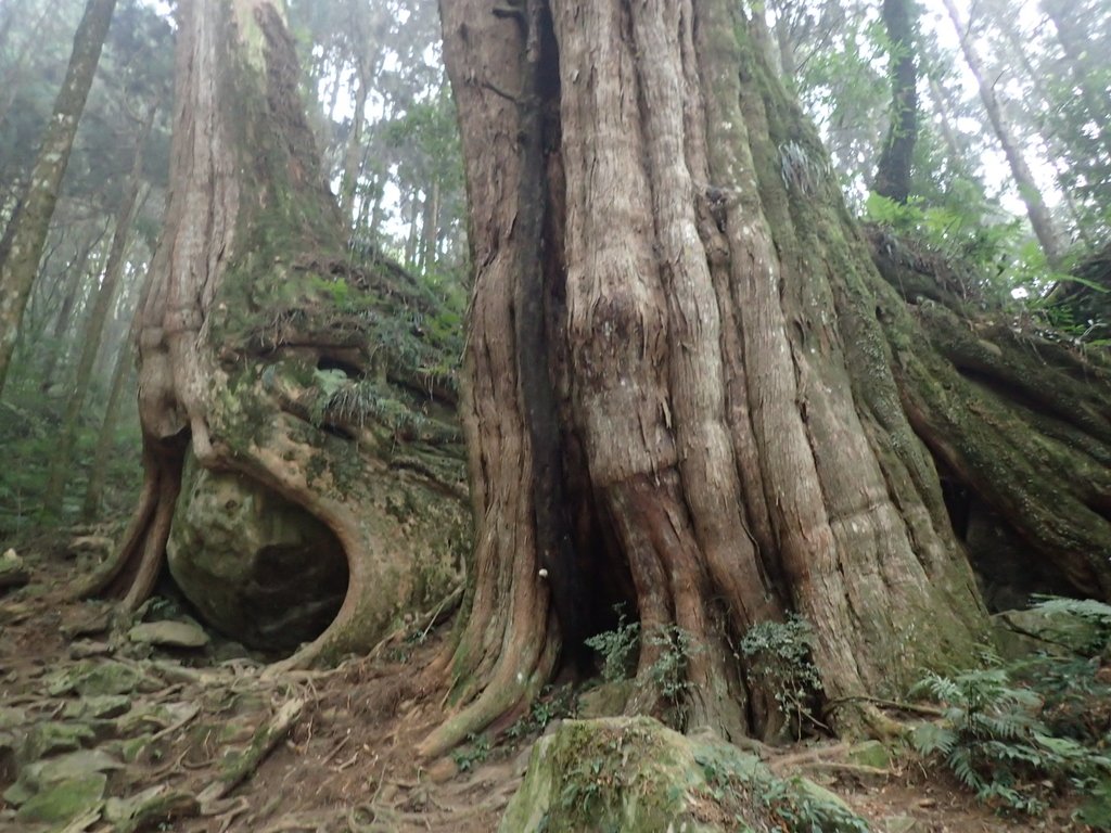 P3257946.JPG - 阿里山  二萬平  抱石神木