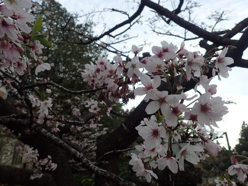 P3268037.JPG - 阿里山  沼平公園  賞櫻