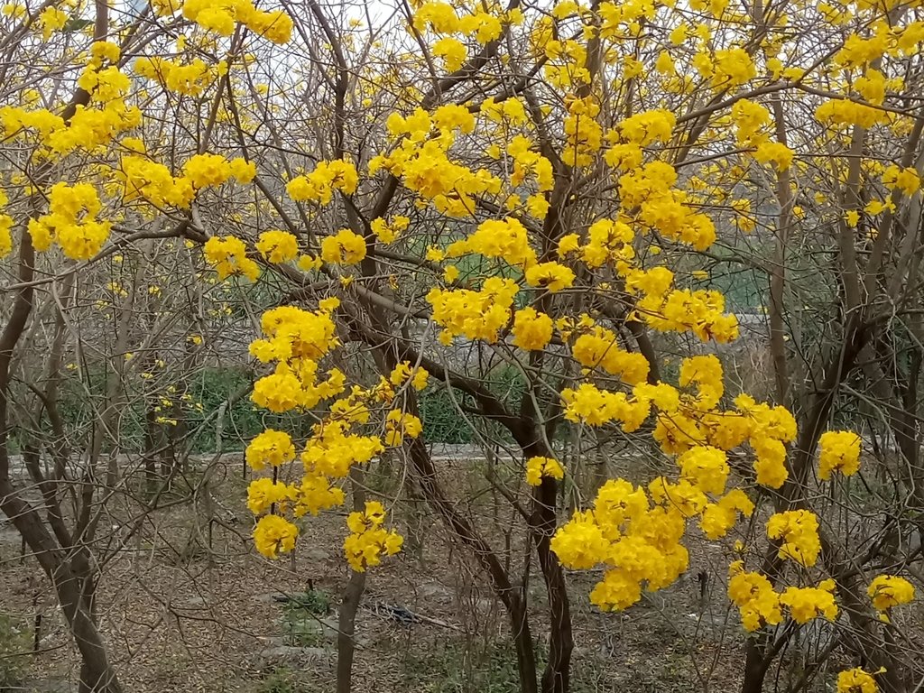 DSC_8440.JPG - 竹塘  田頭堤防  黃花風鈴木