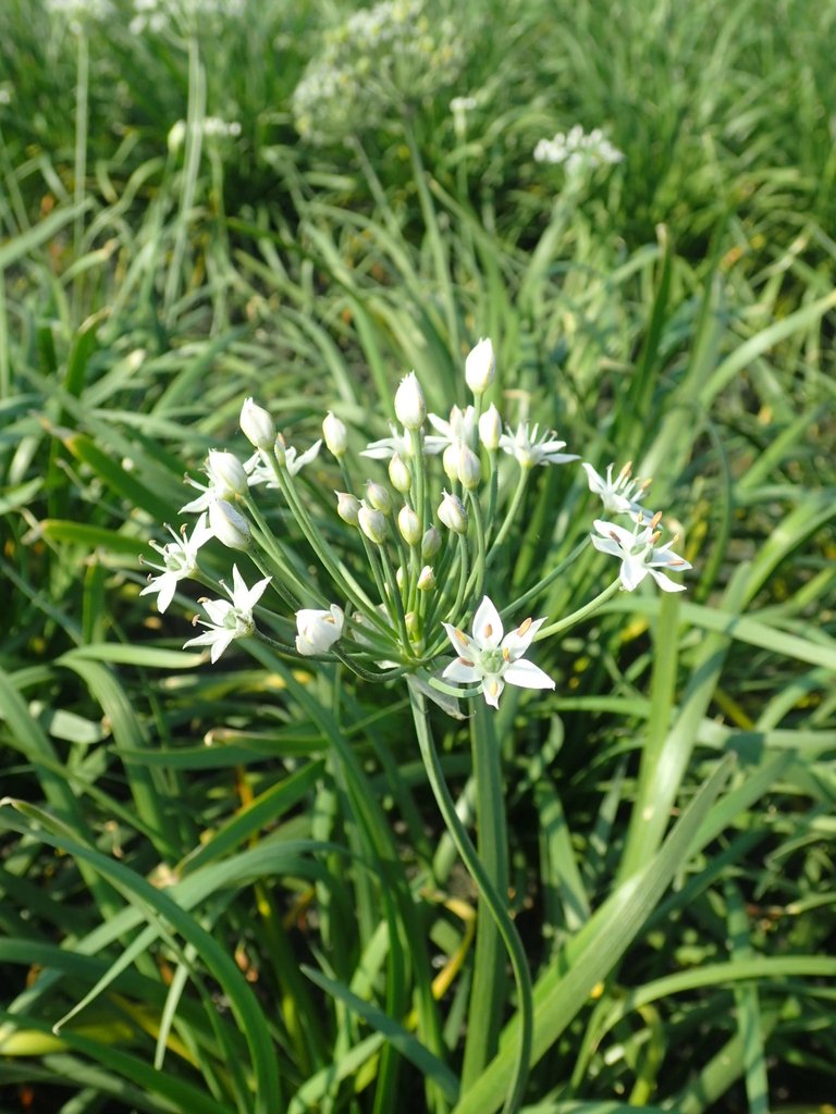 PB108281.JPG - 竹塘  溪墘  韭菜花田