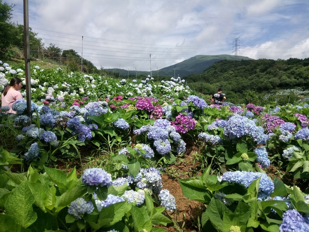 DSC_9333.JPG - 萬里  高家繡球花田