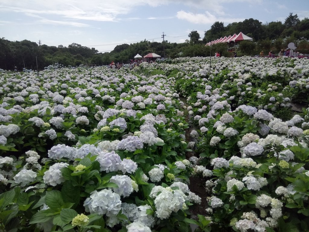 DSC_9308.JPG - 萬里  高家繡球花田