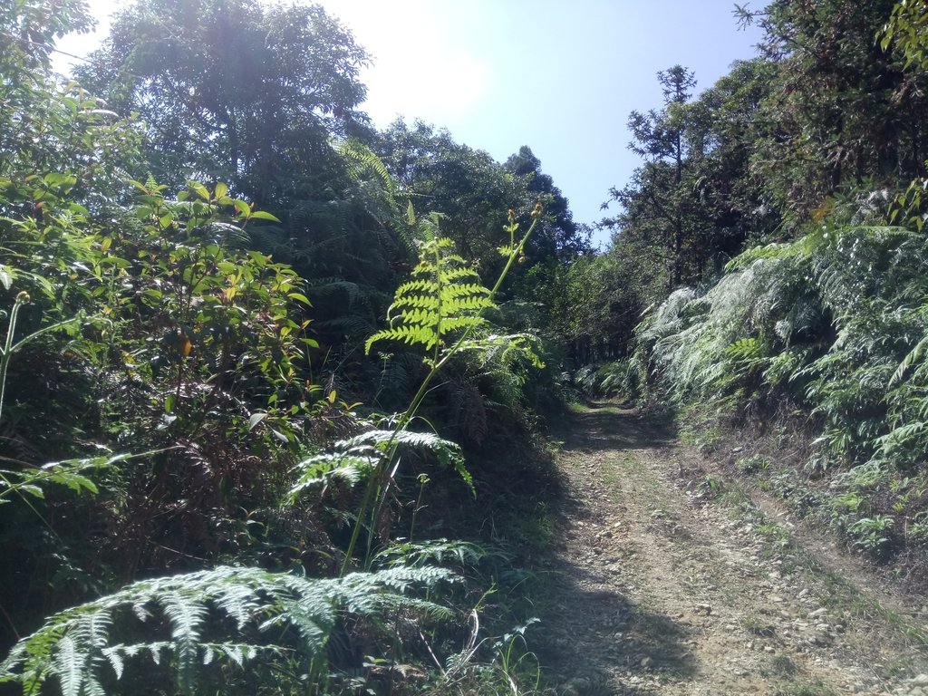 DSC_4031.JPG - 魚池  過坑山登山步道