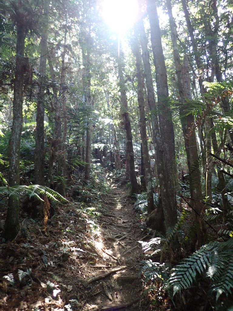 PA040367.JPG - 魚池  過坑山登山步道