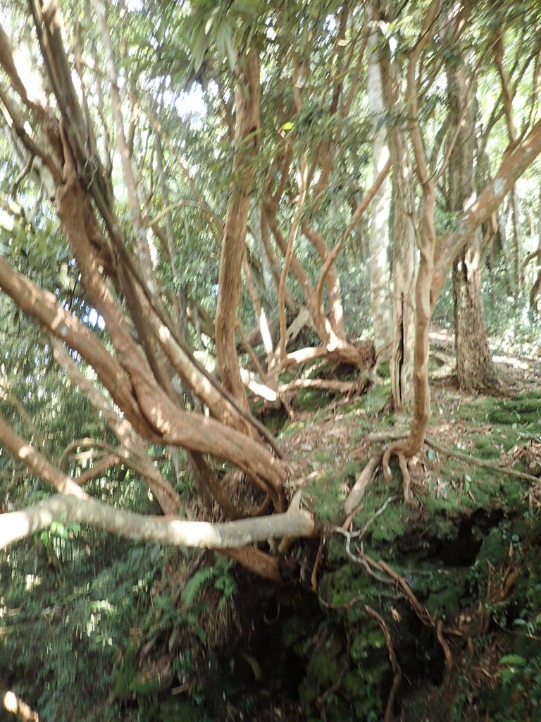 PA040481.JPG - 魚池  大尖山登山步道