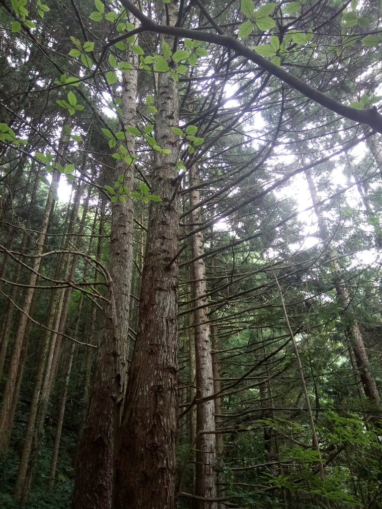 DSC_5274.JPG - 台中和平  長壽山登山步道  (下)