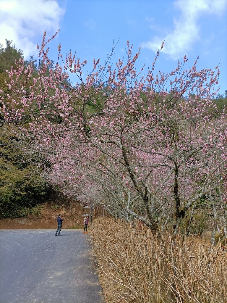 IMG20210205130245.jpg - 竹山  杉林溪森林遊樂園  路過